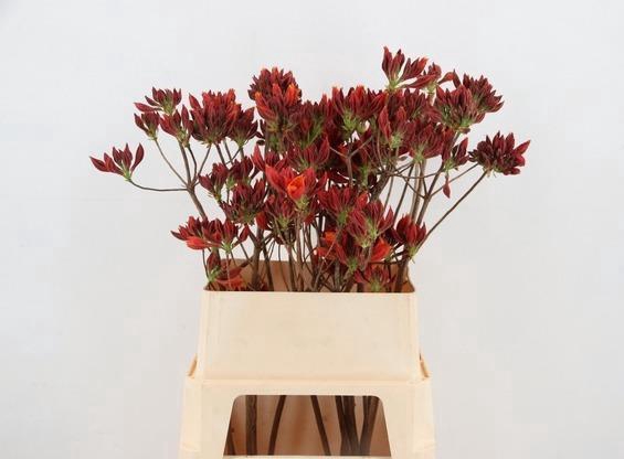 <h4>RHODO. NEW ORANGE 080CM</h4>