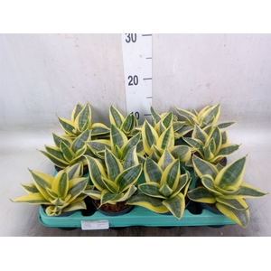 Sansevieria trifa. 'Hahnii'