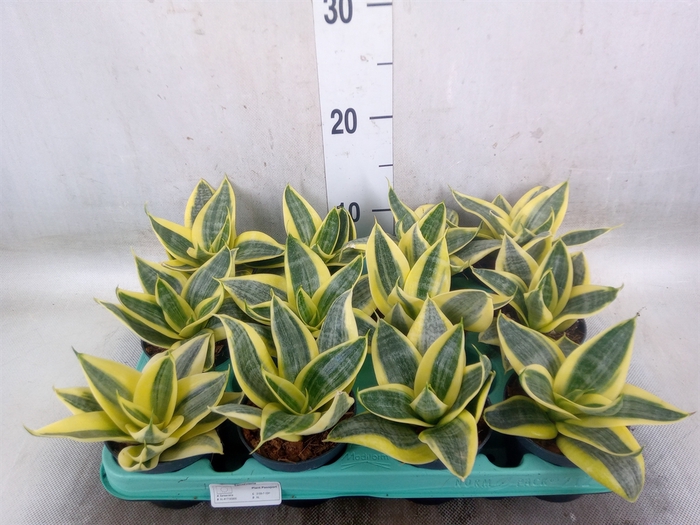 <h4>Sansevieria trifa. 'Hahnii'</h4>