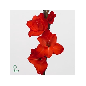 Glad Gr Fortuna Red