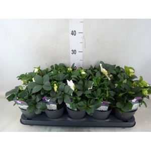 Helleborus niger 'Christmas Carol'