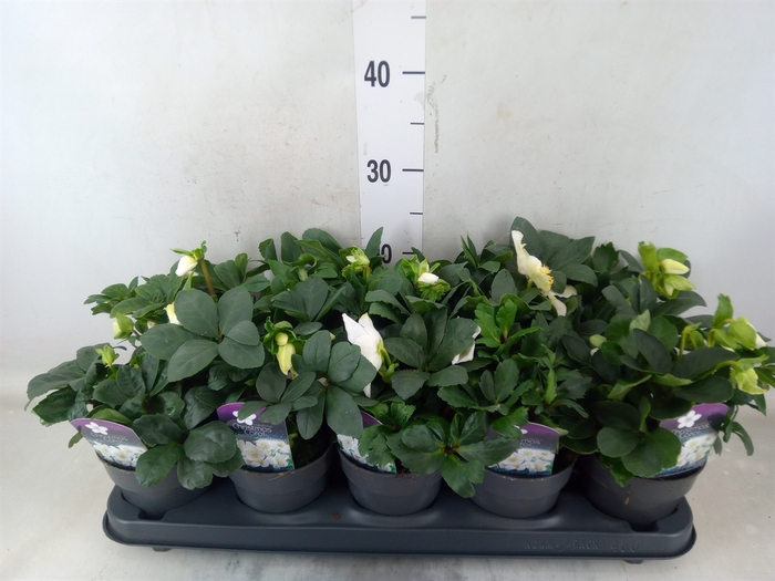 <h4>Helleborus niger 'Christmas Carol'</h4>