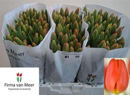 <h4>Tu En Orange Juice</h4>