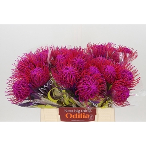 LEUCO NUTANS PAINTED CERISE H%