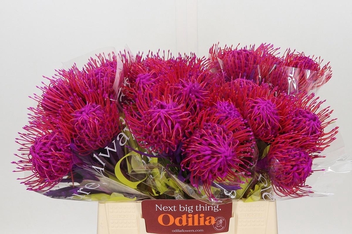 <h4>LEUCO NUTANS PAINTED CERISE H%</h4>