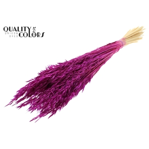 Avena per bunch Intense Lilac