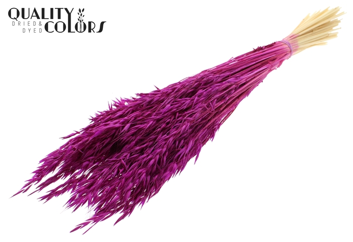 Avena per bunch Bleached Lilac