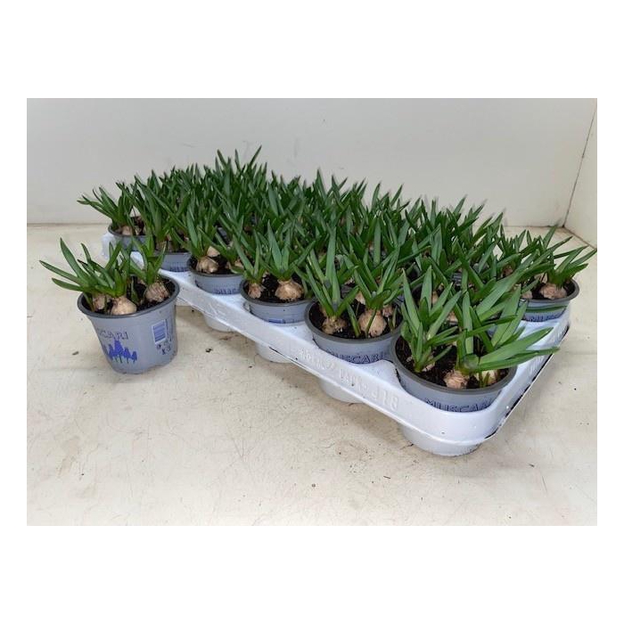 <h4>MUSCAR BLUE MAGIC</h4>