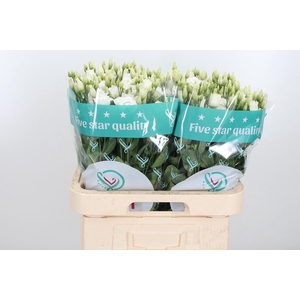 Eust Du Rosita White