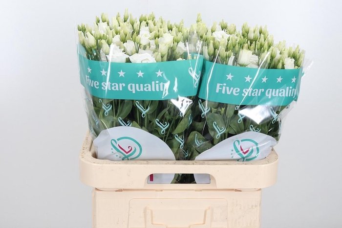 <h4>Eust Du Rosita White</h4>