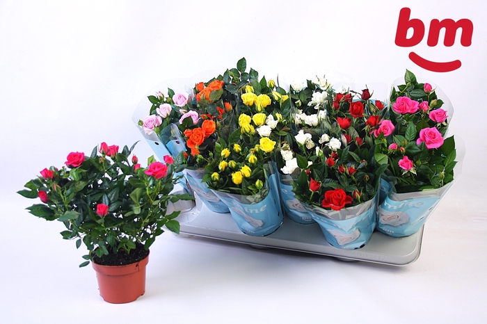 <h4>RO B MONDE GEM</h4>