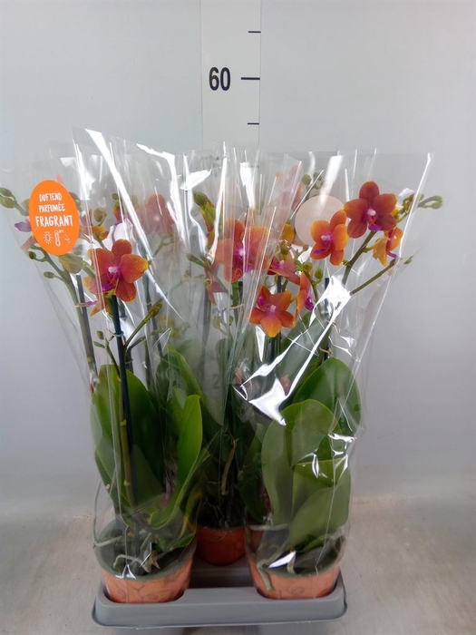 <h4>Phalaenopsis multi. 'Ant Bolgheri'</h4>