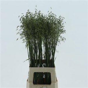 Avena Sterilis