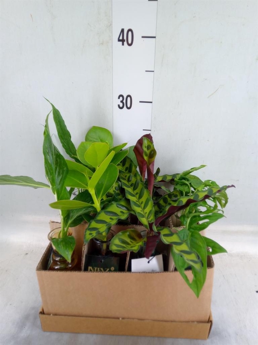 <h4>Planten  ..mix</h4>