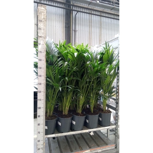 Howea forsteriana