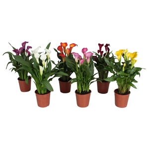 Zantedeschia gemengd Calla mix in blanco hoes