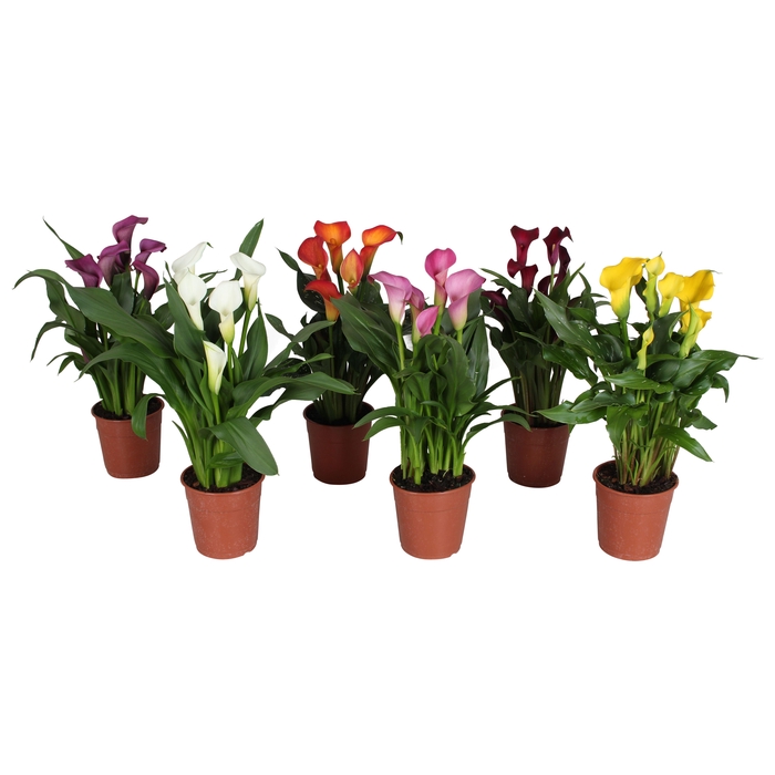 <h4>Zantedeschia gemengd Calla mix in blanco hoes</h4>
