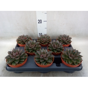 Echeveria purpusorum