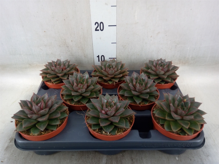 <h4>Echeveria purpusorum</h4>
