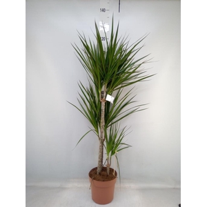 Dracaena marg.