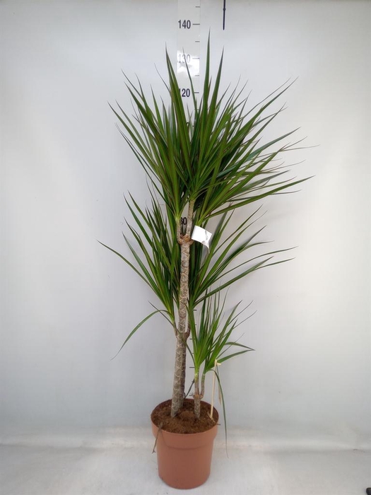 <h4>Dracaena marg.</h4>