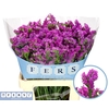 Limonium sinuatum 'Sinuet Eternal'