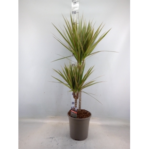 Dracaena marg. 'Bicolor'