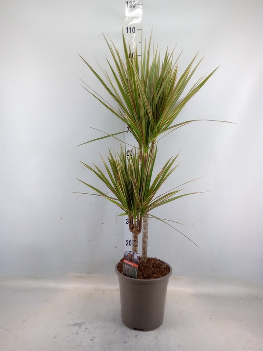 <h4>Dracaena marg. 'Bicolor'</h4>