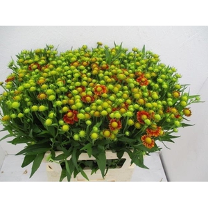 Helen Ov