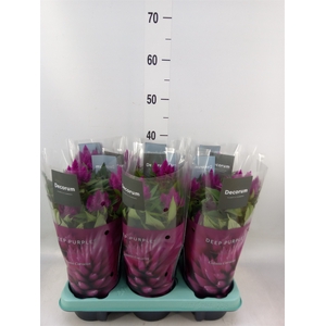 Celosia spic. 'Deep Purple'