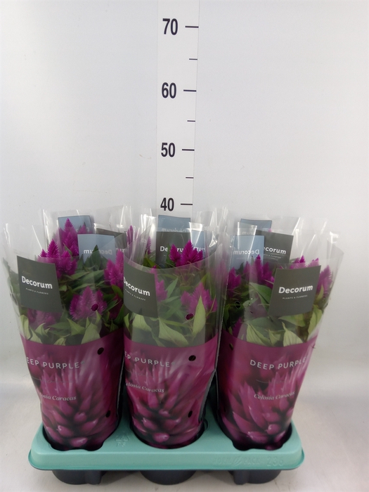 <h4>Celosia spic. 'Deep Purple'</h4>