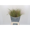 Panicum Fountain