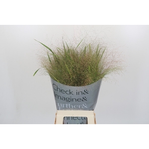 Panicum Fountain