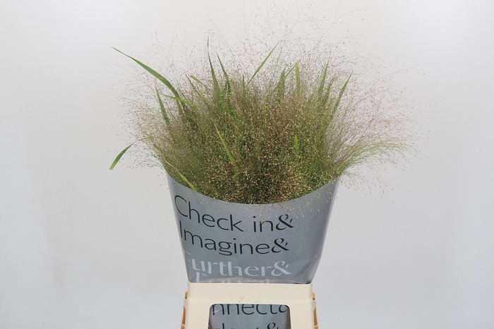 Panicum Fountain