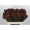 Leucadendron Saf Sunset Dark R.