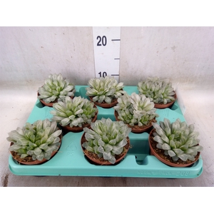 Haworthia cymbiformis