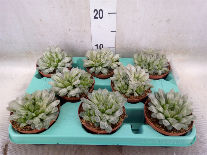 <h4>Haworthia cymbiformis</h4>