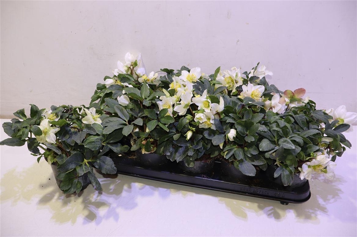 <h4>arr8 Hell Ni Happy Day</h4>