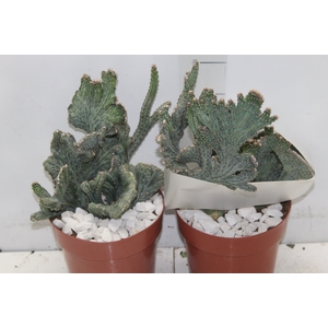 CACTUS PRAECEREUS EUCHLORUS P17