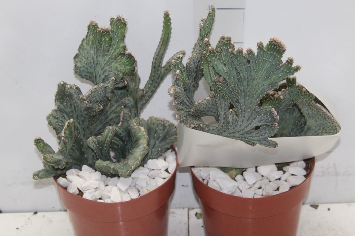 <h4>CACTUS PRAECEREUS EUCHLORUS P17</h4>