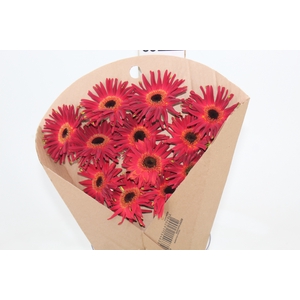 GERBERA PASTINI SOIREE < 050 CM < 10 CM DIAM