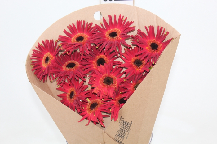 <h4>GERBERA PASTINI SOIREE < 050 CM < 10 CM DIAM</h4>