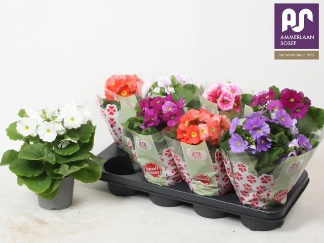 <h4>PRIM OB TM GEM</h4>