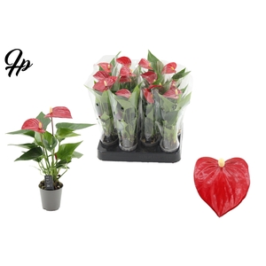 Anthurium 6 cm Micra in transparant sleeve