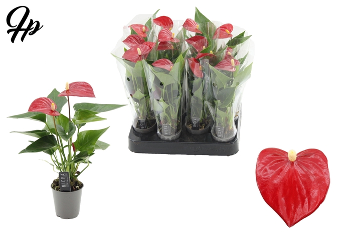 <h4>Anthurium 6 cm Micra in transparant sleeve</h4>