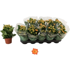 KALAN CALAN ORANGE DON PEDRO P12