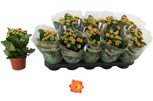 <h4>KALAN CALAN ORANGE DON PEDRO P12</h4>
