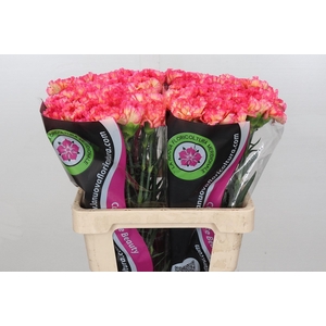 Dianthus St Indiana