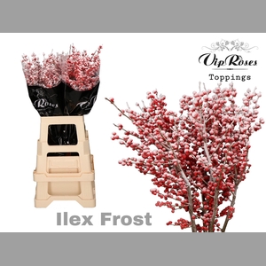 ILEX FROST 80 cm