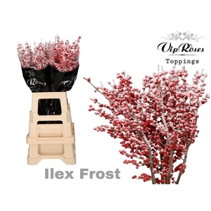 ILEX FROST 70 cm